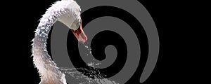 Portrait of a swan on black background. Alive bird with water drops falling from its beak. White swan isolated. Wildlife