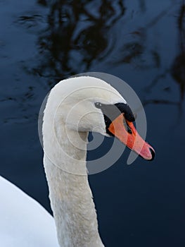 portrait of swan on blue water