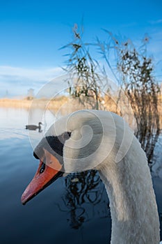 portrait of swan on blue water
