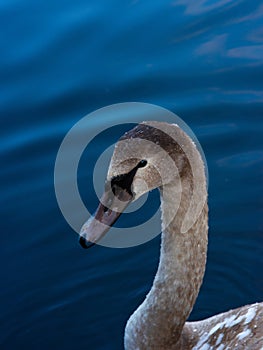 portrait of a swan on blue water