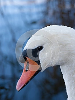 portrait of swan on blue water