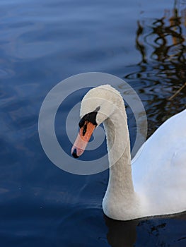 portrait of swan on blue water