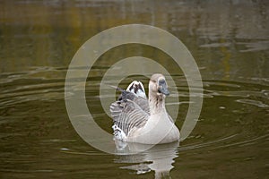 Portrait of swan Chinese goose. Wildlife photo
