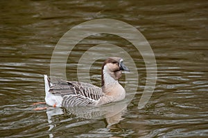 Portrait of swan Chinese goose. Wildlife photo