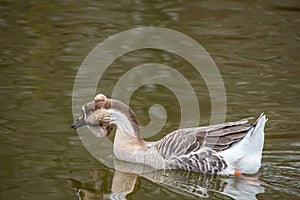 Portrait of swan Chinese goose. Wildlife photo