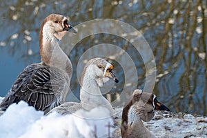 Portrait of swan Chinese goose. Wildlife photo.Selective focus