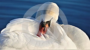 Portrait of swan on the lake with beautiful wings close detail