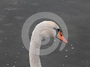 Portrait of Swan neck in lake