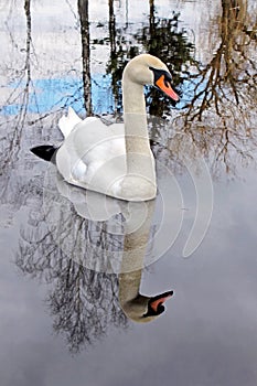 Swan portrait