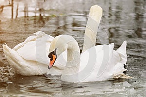 Portrait of a swan on water