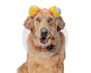 portrait of sweet golden retriever dog with colorful tassels sticking out tongue