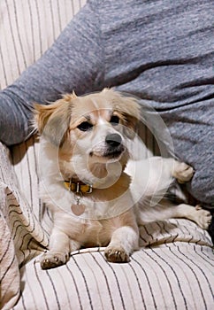 Portrait of sweet little mixed breed dog in next to his owner on bed, couch and sofa is posing for photo shoot, close up.