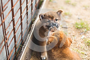 Portrait of sweet red shiba inu puppy sitting and kissing its brother