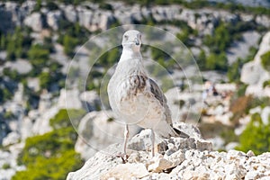 portrait of sweet seagull. Seagull looking to lens