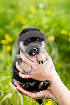 Portrait of sweet two weeks old shiba inu puppy in the hands of the owner in the buttercup meadow