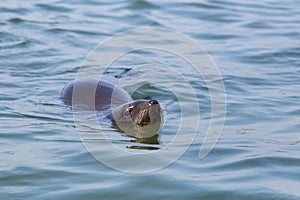 Portrait swimming eared seal otariidae in blue water, sunshine