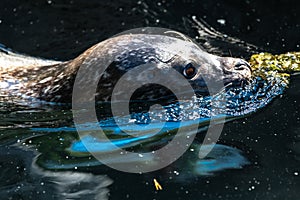 Portrait of Swimming Seal