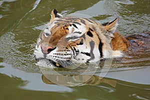 Portrait of a swimming Siberian Tiger