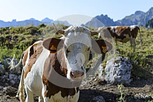 Portrait of a Swiss Cow in the Alps