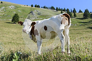 Portrait of a Swiss Cow in the Alps