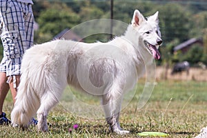 Swiss white shepherd dog photo