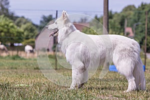 Swiss white shepherd dog photo