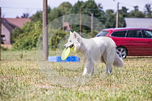 Swiss white shepherd dog photo