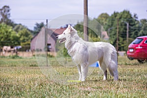 Swiss white shepherd dog photo