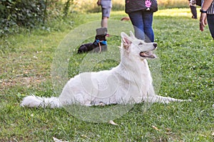 Swiss white shepherd dog photo