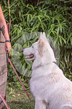 Swiss white shepherd dog photo