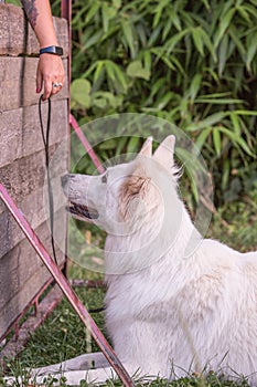 Swiss white shepherd dog photo