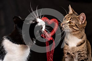 Portrait of a tabby and black and white cats with red heart on a black background February 14 Valentine`s Day