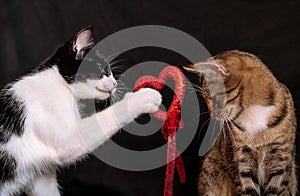 Portrait of a tabby and black and white cats with red heart on a black background February 14 Valentine`s Day