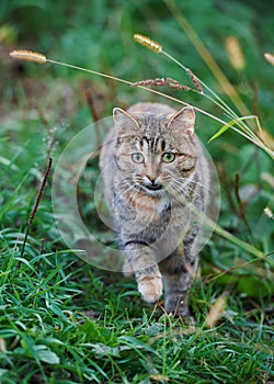 Portrait of a tabby cat