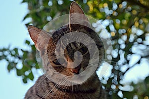 A portrait of a tabby cat