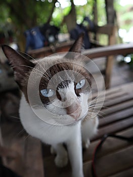 Portrait of tabby cat with blue eyes