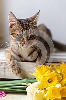 Portrait of a tabby cat with a bouquet of yellow flowers daffodils in spring