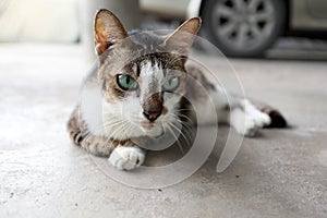 Portrait of tabby cat with green eyes