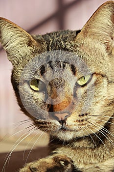 portrait of a tabby cat with green eyes on a pink background.