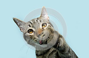 Portrait tabby cat high five paw, sticking tongue out.Isolated on blue pastel background
