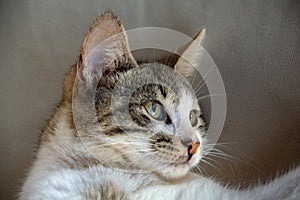 Portrait of a tabby cat kitten