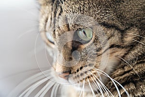 Portrait of a tabby cat looking down with its green eyes