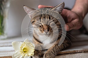 Portrait of a tabby cat lying on a wooden background with a yellow daffodil flower and sniffing it
