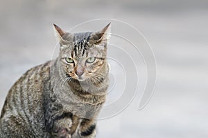 Portrait of tabby cat is sitting on the ground