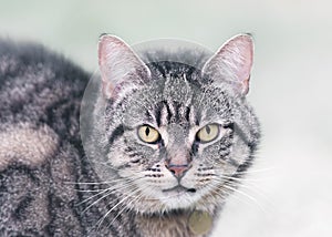 Portrait of a Tabby Cat in Winter