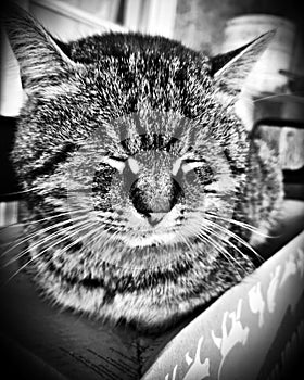 Portrait of a tabby puss in black and white style Hungary in Borsod-AbaÃºj-ZemplÃ©n county in 2021