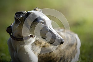 Portrait of a greyhound standing on the grass in a meadow