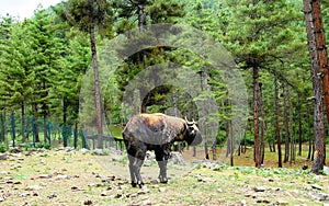 Portrait of takin, goat-cow animal, symbol of Bhutan