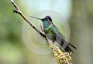 Portrait of Talamanca Hummingbird  Eugenes spectabilis Panama