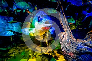 Portrait of Talapia in a fish tank